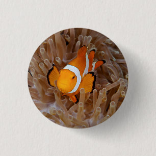 Badge Rond 2,50 Cm Poisson clown - Molokai, falaise de la rive nord