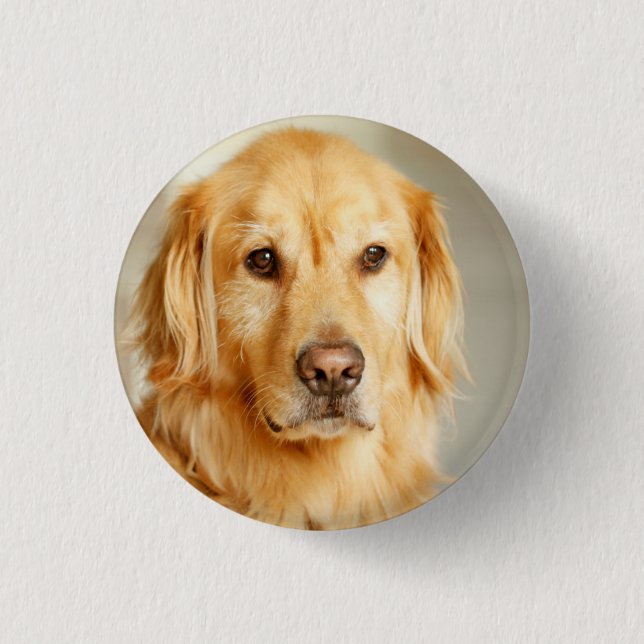 Badge Rond 2,50 Cm Portrait Golden Retriever (Devant)