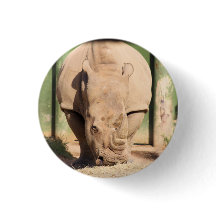 rhinocéros blanc