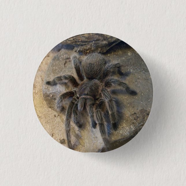 Badge Rond 2,50 Cm Tarentule rose de cheveux de Chilien (Devant)