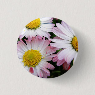 Badge Rond 2,50 Cm Trois marguerites rose et blanc