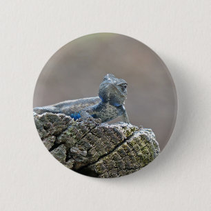 Badge Rond 5 Cm Alligator du ventre bleu Lizard