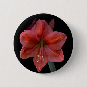 Badge Rond 5 Cm Amaryllis