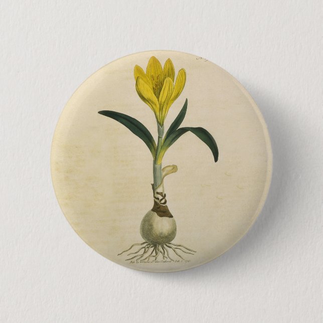 Badge Rond 5 Cm Amaryllis Tulip Jardin Botanique Fleur (Devant)