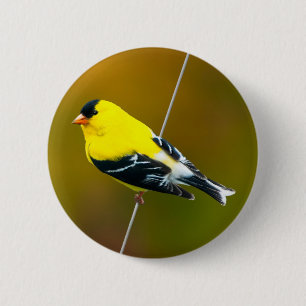 Badge Rond 5 Cm American Goldfinch - Photo originale