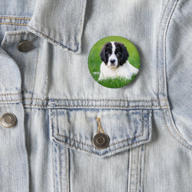Badge Rond 5 Cm Animaux de bébés cutest | Newfoundland Puppy (En situation)