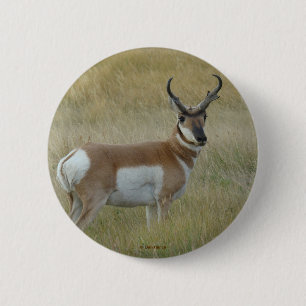 Badge Rond 5 Cm Antilope d'Amérique A1