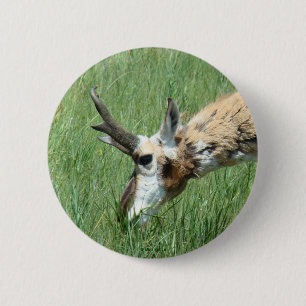 Badge Rond 5 Cm Antilope d'Amérique A11