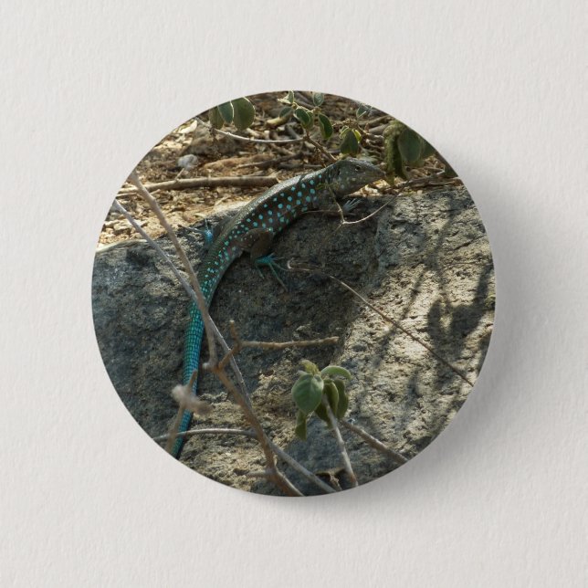 Badge Rond 5 Cm Aruba Whiptail Lizard Photographie d'animaux tropi (Devant)