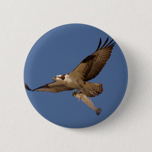 Badge Rond 5 Cm Balbuzard Fisher