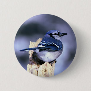Badge Rond 5 Cm Beau geai bleu