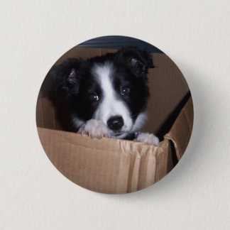 Badge Rond 5 Cm Bébé border collie