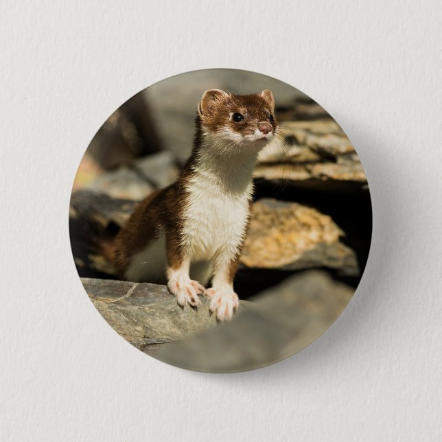Badge Rond 5 Cm Belette vigilante (Devant)