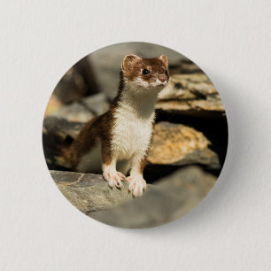 Badge Rond 5 Cm Belette vigilante