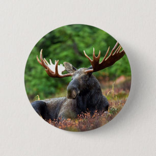 Badge Rond 5 Cm Belle orignal aux gros bois