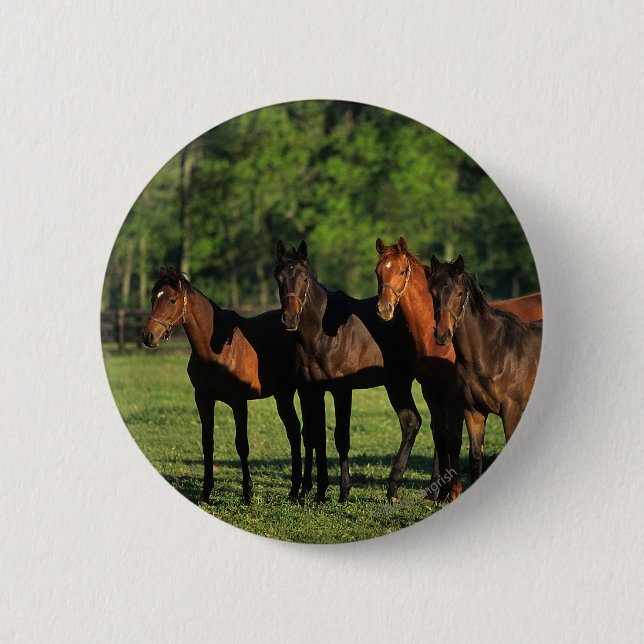 Badge Rond 5 Cm Bêtes d'un an de pur sang (Devant)