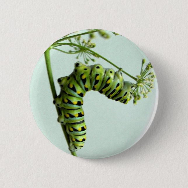 Badge Rond 5 Cm Black Swallowtail Caterpillar mangeant du persil (Devant)