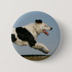 Badge Rond 5 Cm Border collie courant 2
