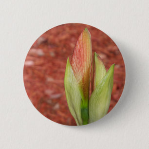 Badge Rond 5 Cm bourgeon de fleur d'Amaryllis pommier