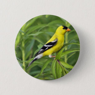 Badge Rond 5 Cm Bouton américain de chardonneret