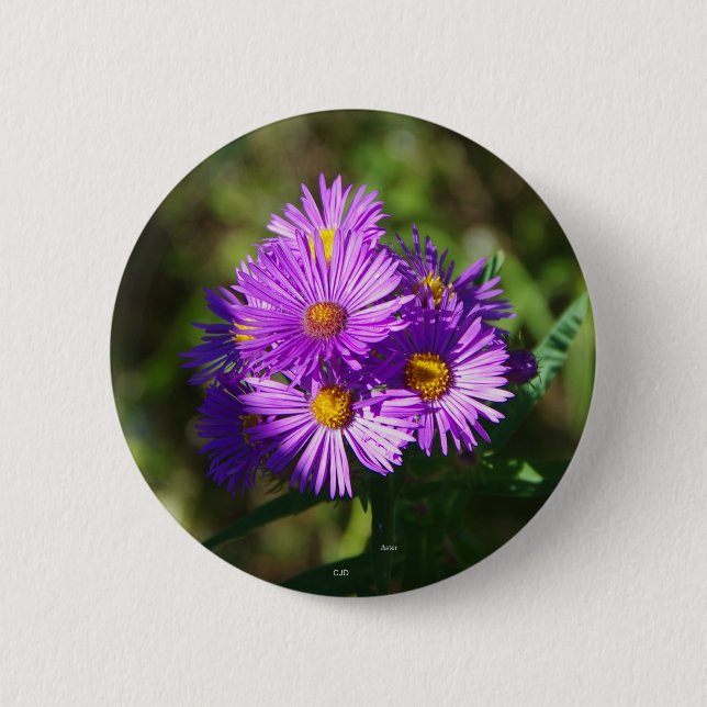 Badge Rond 5 Cm Bouton Aster (Devant)