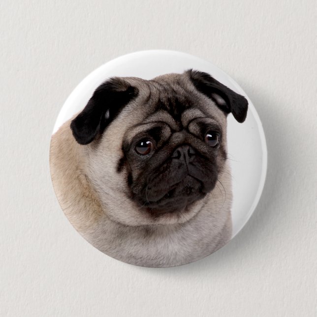 Badge Rond 5 Cm bouton avec le museau de carlin (Devant)