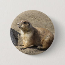 Bouton de chien de prairie