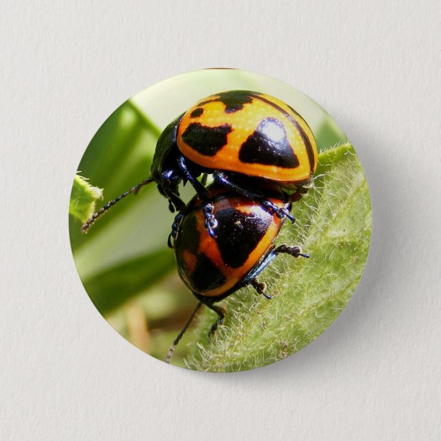 Badge Rond 5 Cm Bouton de ~ de scarabées de Milkweed (Devant)