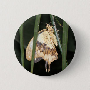 Badge Rond 5 Cm Bouton de papillon magnifique