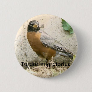 Badge Rond 5 Cm Bouton de Robin d'Américain