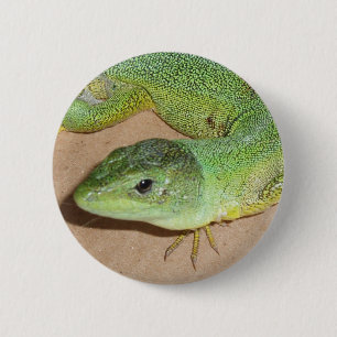 Badge Rond 5 Cm Bouton Lizard