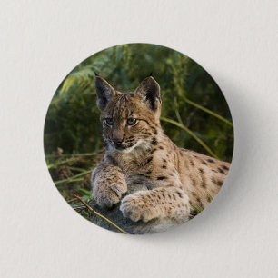 Badge Rond 5 Cm Bouton - lynx