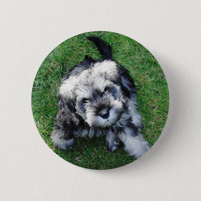 Badge Rond 5 Cm Bouton miniature de chiot de Schnuazer (Devant)