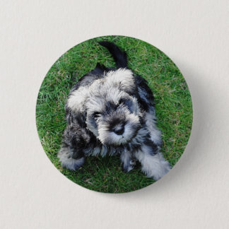 Badge Rond 5 Cm Bouton miniature de chiot de Schnuazer