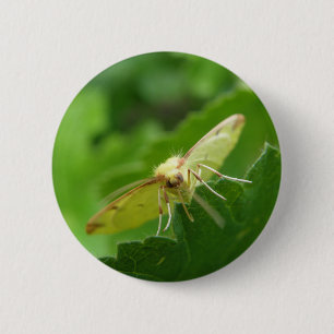 Badge Rond 5 Cm Bouton Moth Brimstone