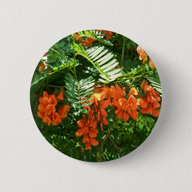 Badge Rond 5 Cm Bouton OBX Scarlet Wisteria (Sesbania punicea) (Devant)