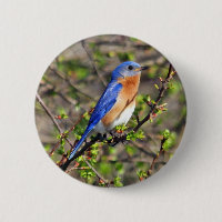 Bouton oriental d'oiseau bleu
