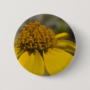 Badge Rond 5 Cm Bouton rond Brittlebrush du désert
