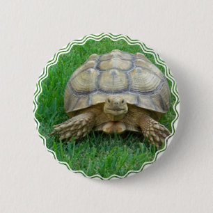 Badge Rond 5 Cm Bouton rond de tortue