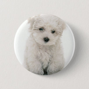 Badge Rond 5 Cm Bouton rond mignon de Bichon Frise