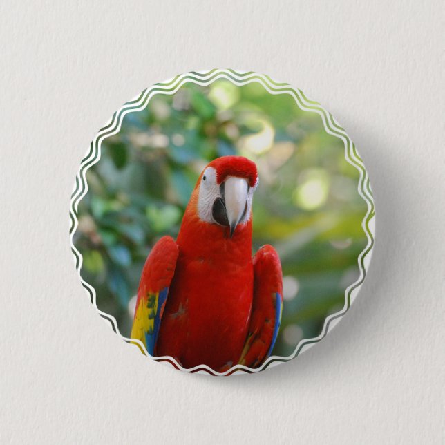 Badge Rond 5 Cm Bouton rouge brillant de perroquet (Devant)