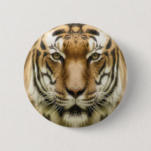 Badge Rond 5 Cm Boutons Gros plan tigre