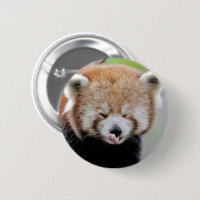 Boutons panda rouge. Panda roux.