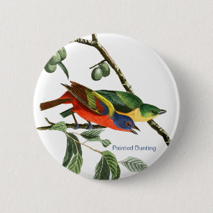 Badge Rond 5 Cm Bunting Peint, Audubon, Birdwatcher Finch Bird,