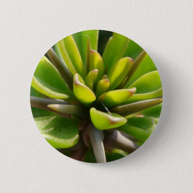 Badge Rond 5 Cm Cactus frais (Devant)