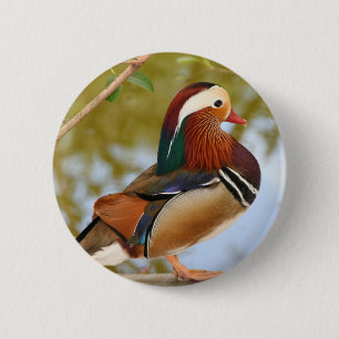 Badge Rond 5 Cm Canard mandarin