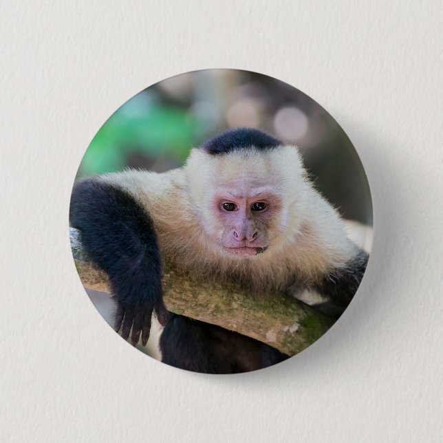 Badge Rond 5 Cm Capucin à tête blanche se reposant (Devant)