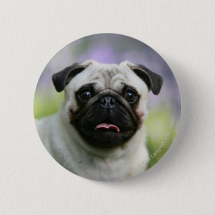 Badge Rond 5 Cm Carlin de faon sur l'alerte