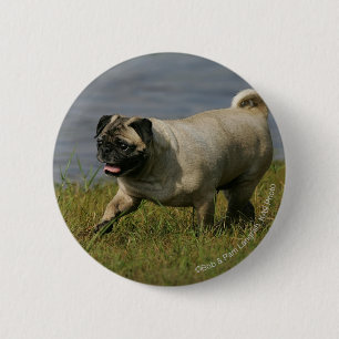 Badge Rond 5 Cm Carlin jouant près de l'eau