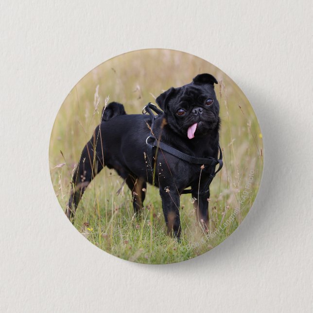 Badge Rond 5 Cm Carlin noir collant Tounge (Devant)